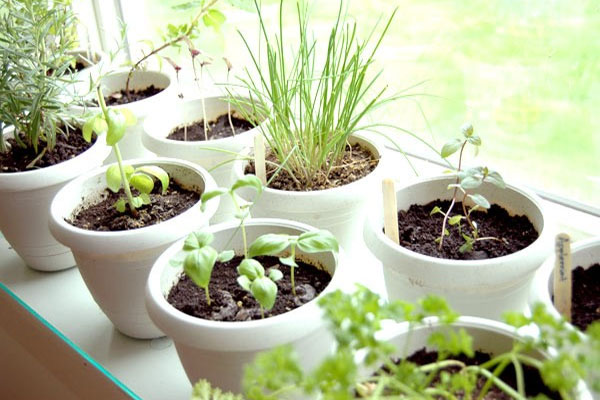 Indoor garden