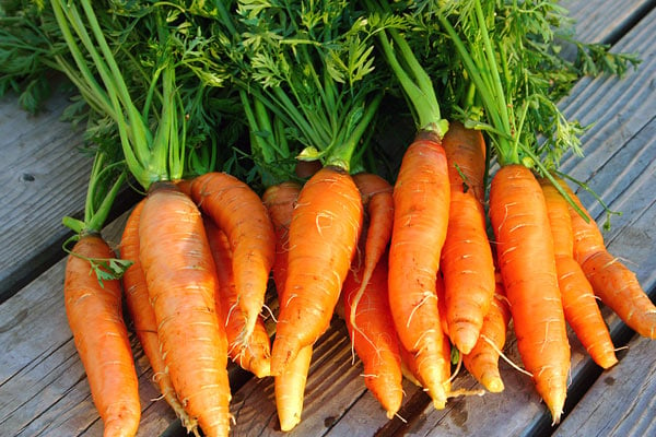 bundle of carrots