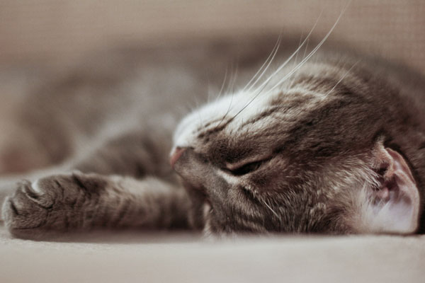 Siesta en la gorra