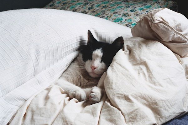 Cat sleeping in blankets