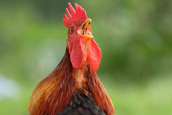 The rooster is one of the original alarm clocks.