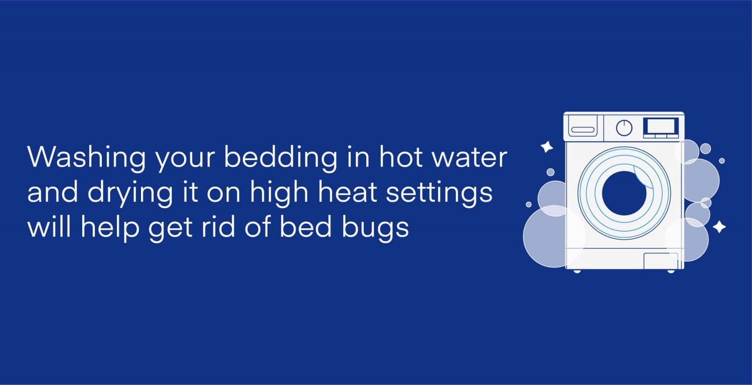 How to Get Rid of Bed Bugs in a Mattress Amerisleep