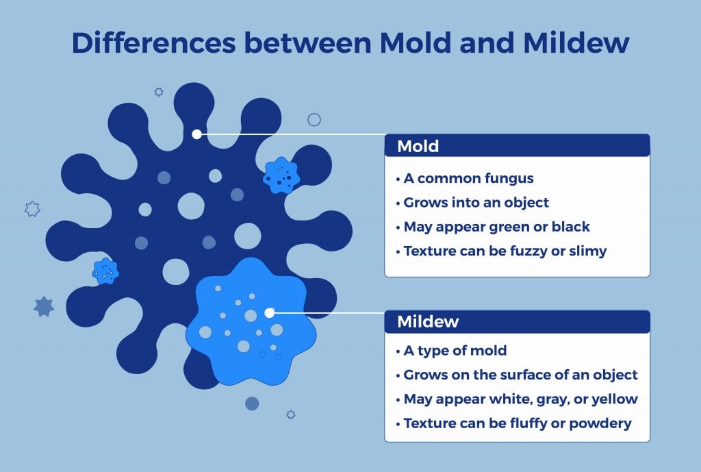 Difference Between Mold and Fungus