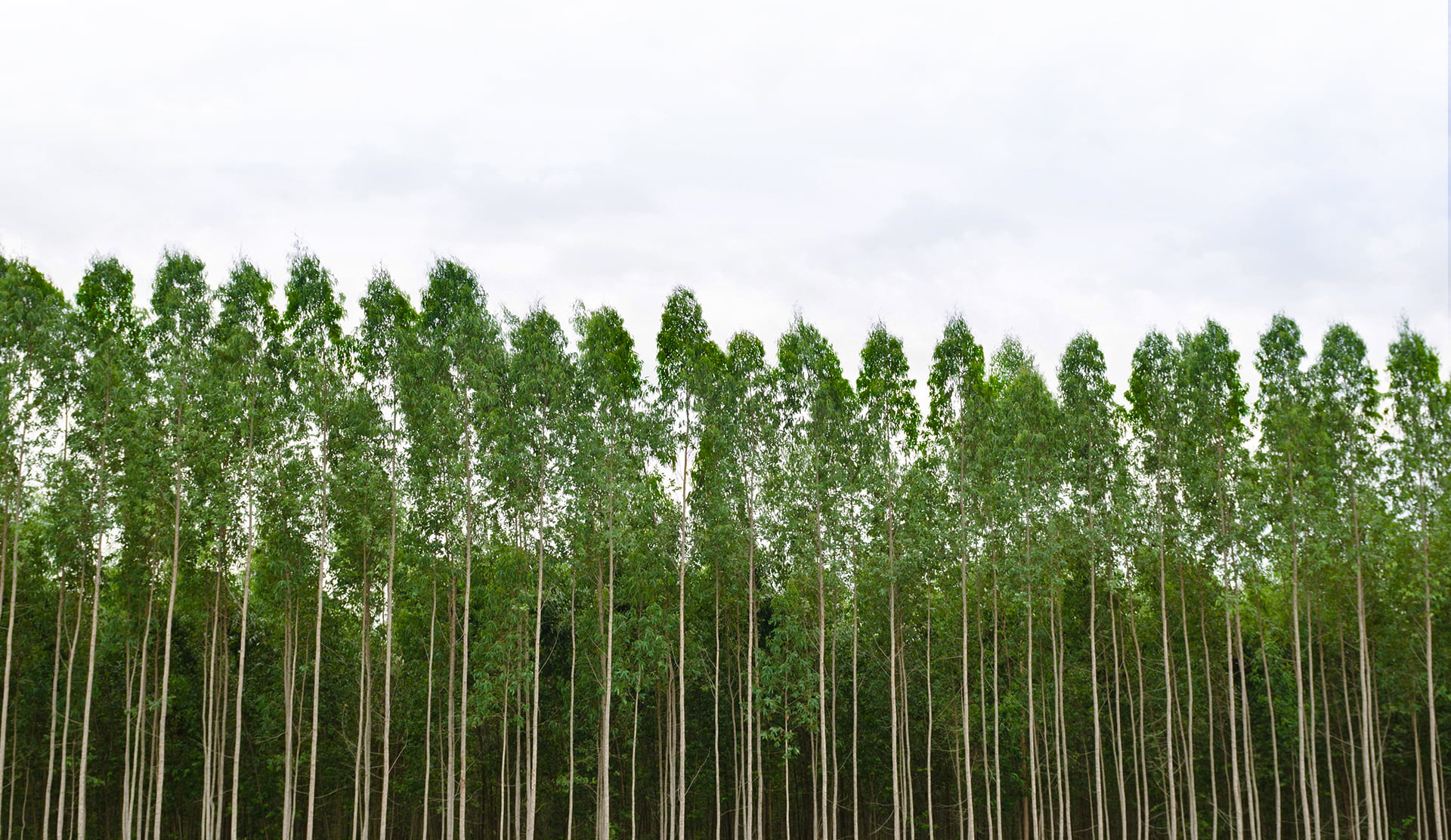 Cool, crisp, and clean.